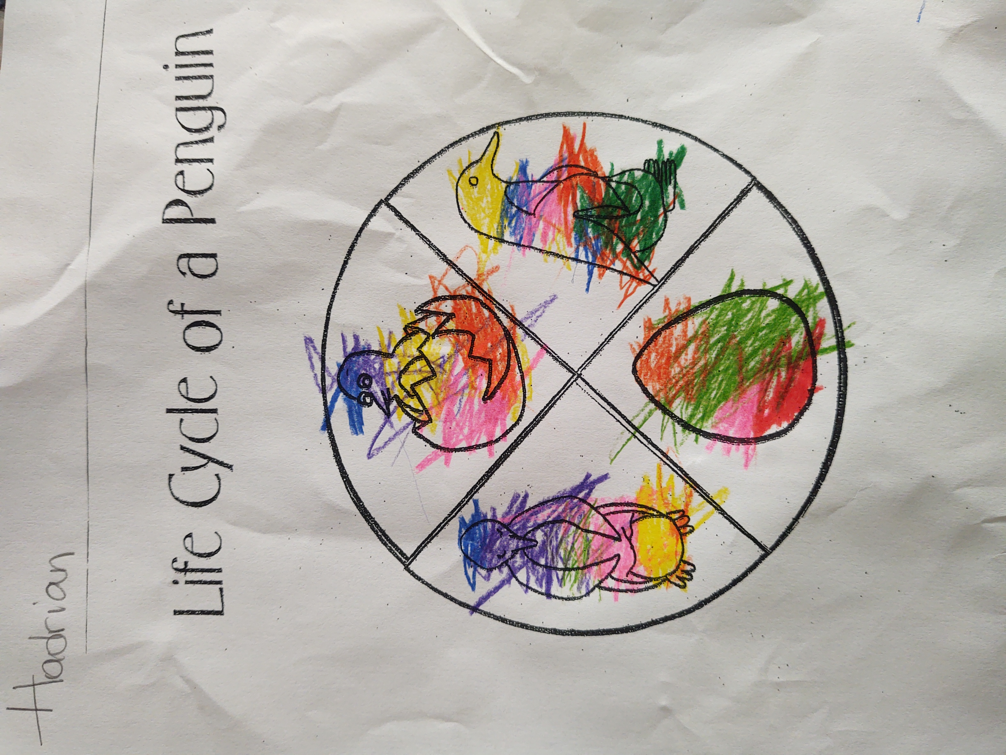 life cycle of a penguin